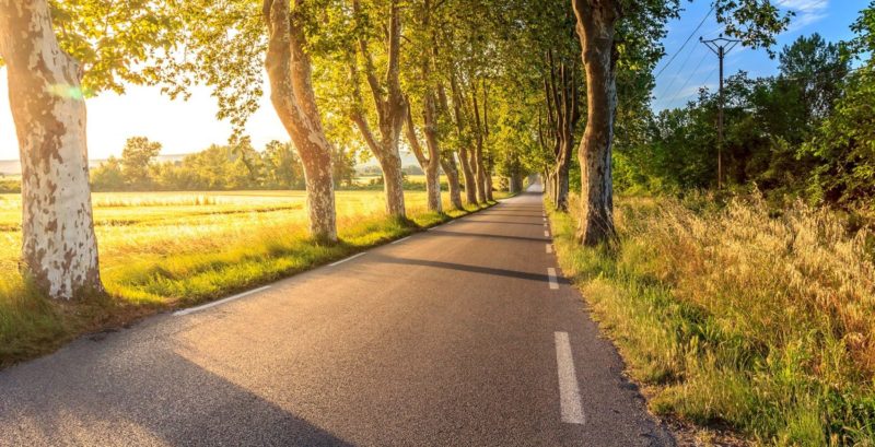 ef-background Elektrofrosch MAX